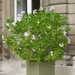 Nerium oleander alba